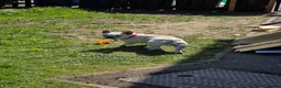 French Bulldog dogs for sale: Female French Bulldog - Advert 1