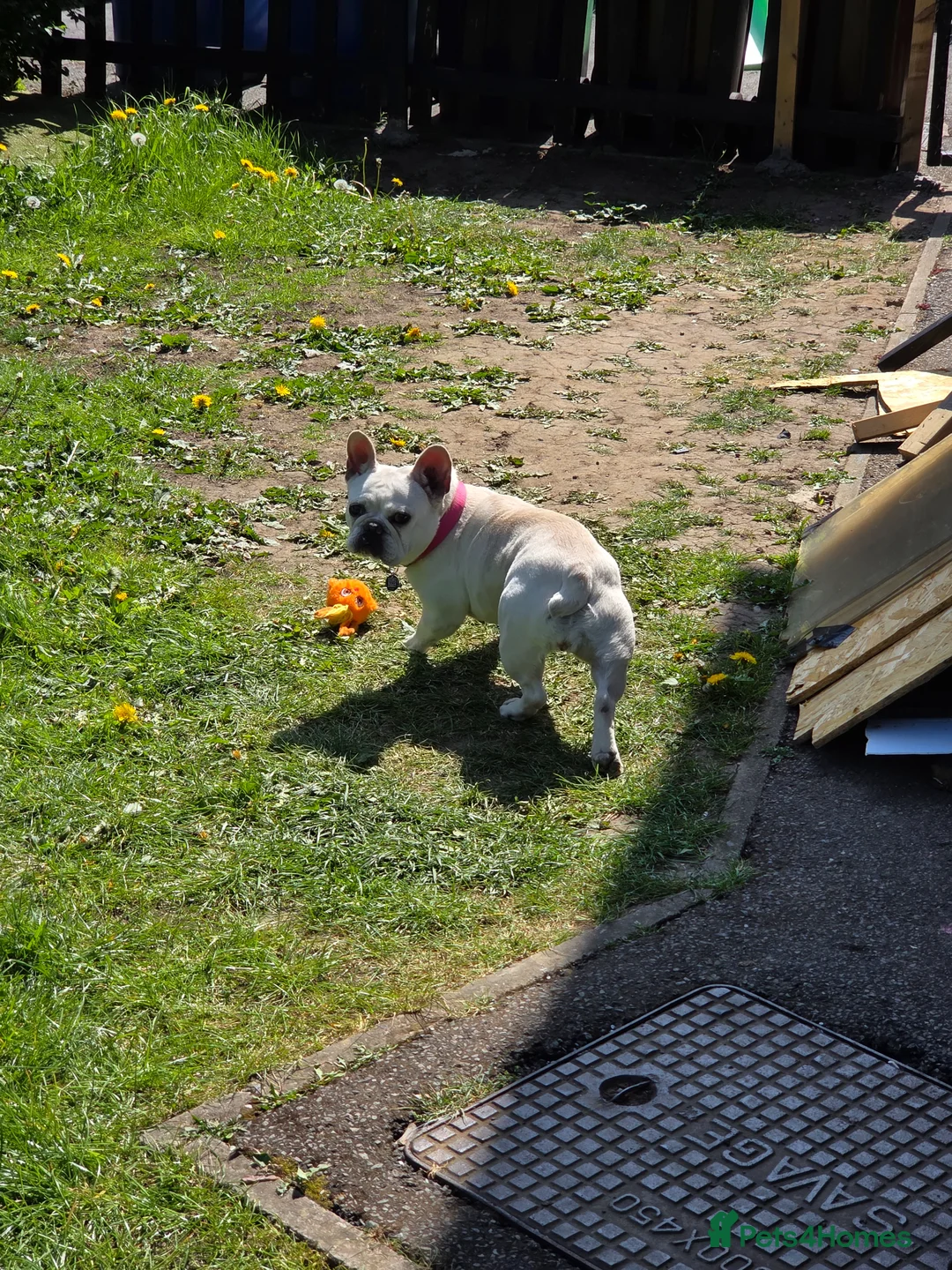 French Bulldog dogs for sale: Female French Bulldog - Advert 1