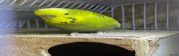 Budgerigars birds for sale: 4 birds with cave  in Stockport - Advert 4
