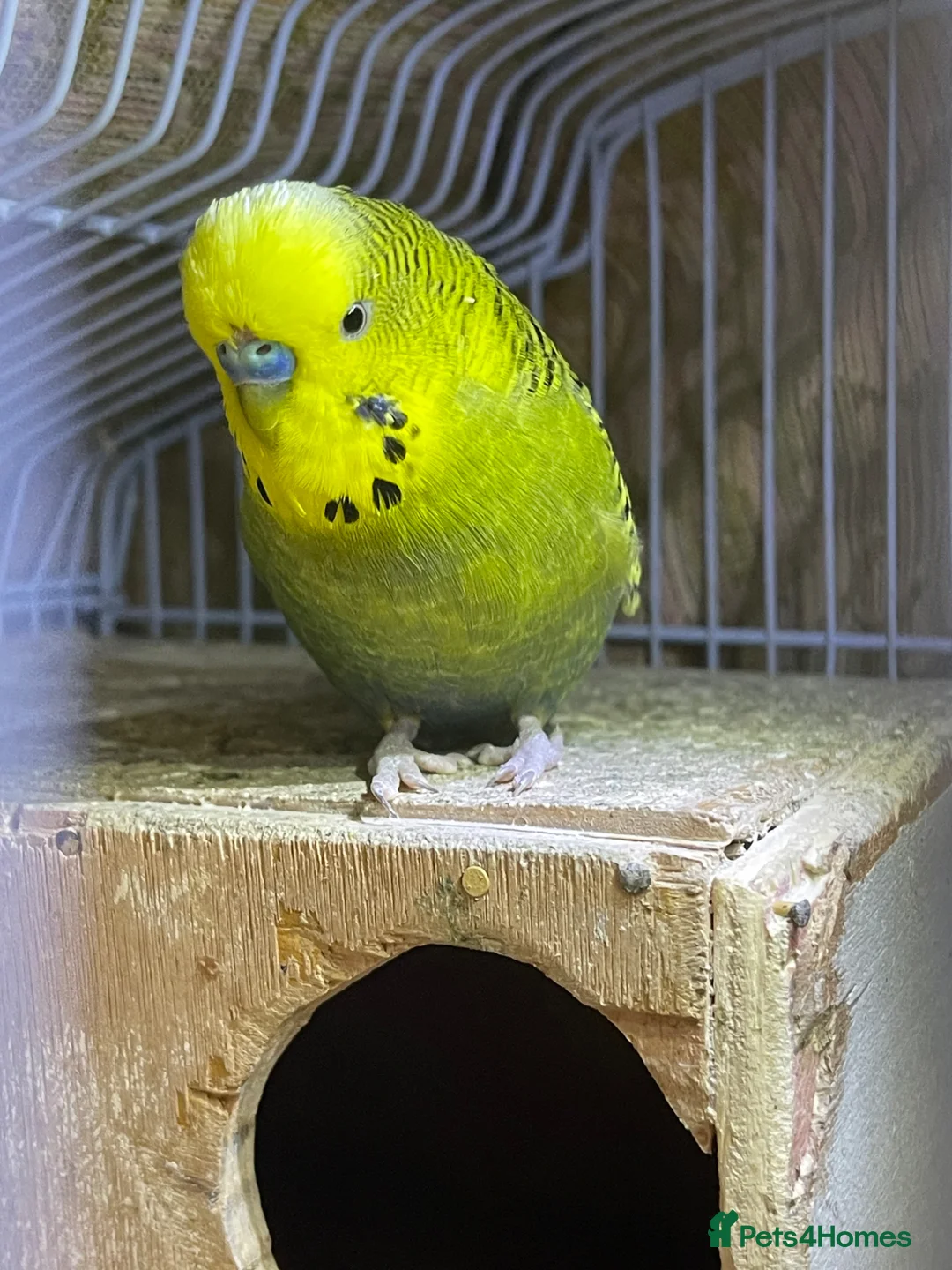 Budgerigars birds for sale: 4 birds with cave  in Stockport - Advert 4