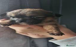 Mixed Breed dogs for sale: Beautiful puppy's 2 girls 2 boys - Image 6