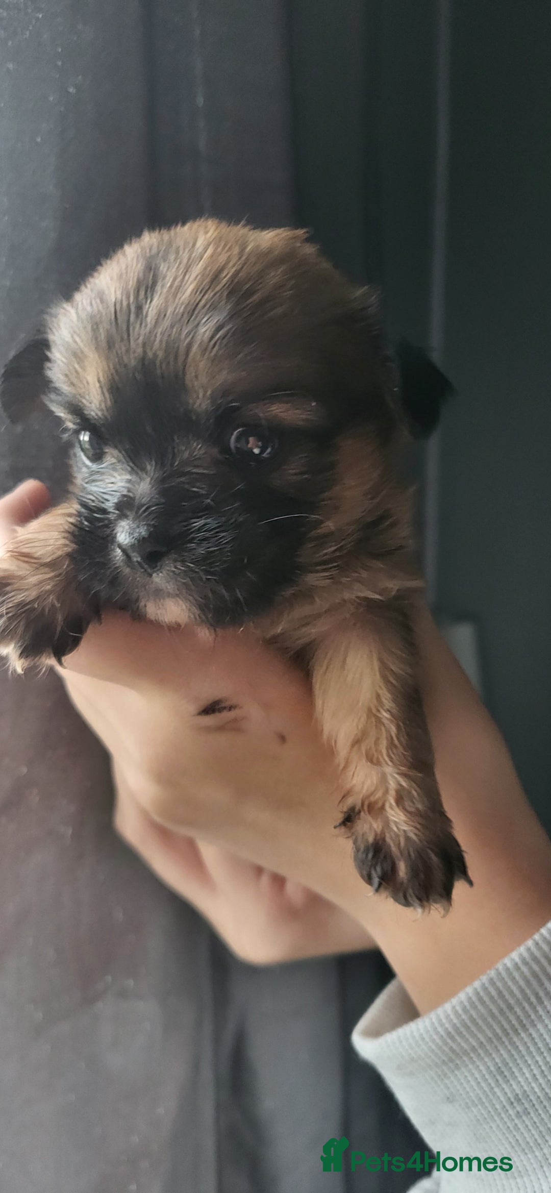 Mixed Breed dogs for sale: Beautiful puppy's 2 girls 2 boys - Image 6