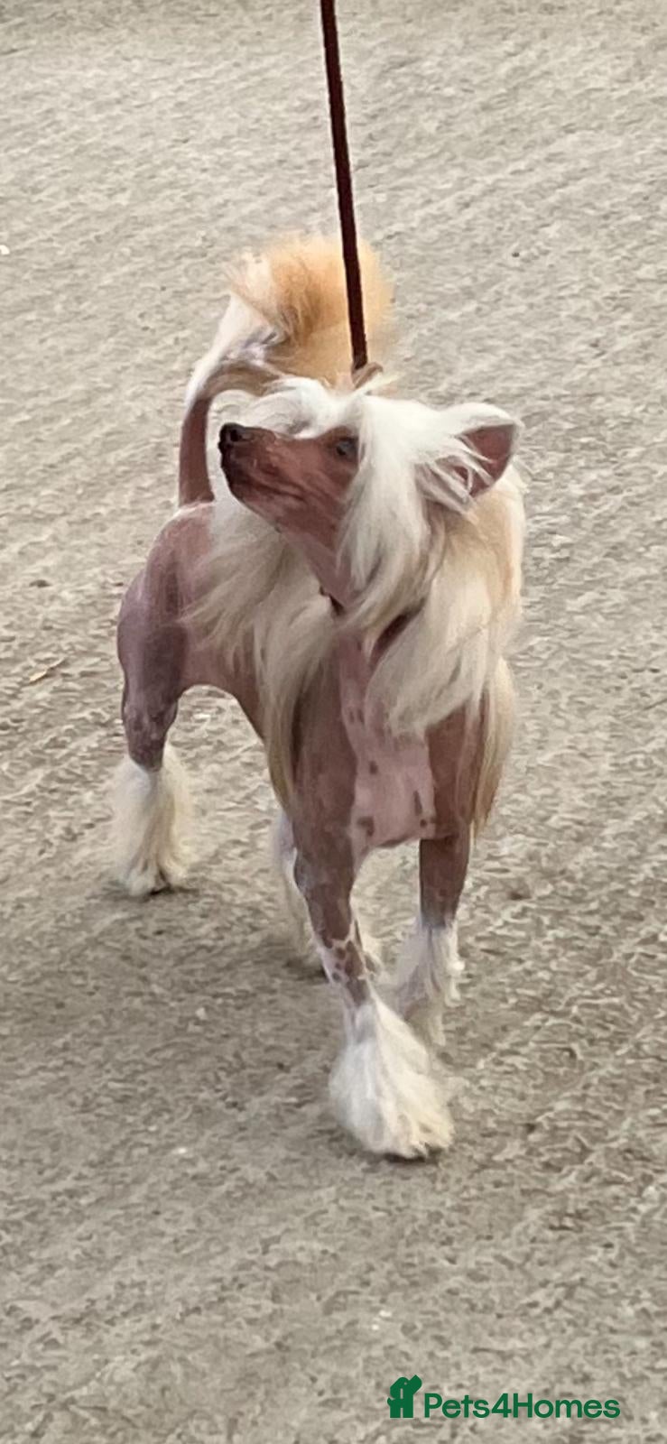 Chinese Crested dogs 3 Yr old Chinese Crested Male *Pet home only* - Advert 2