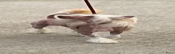 Chinese Crested dogs for sale: 3 Yr old Chinese Crested Male *Pet home only* - Advert 1