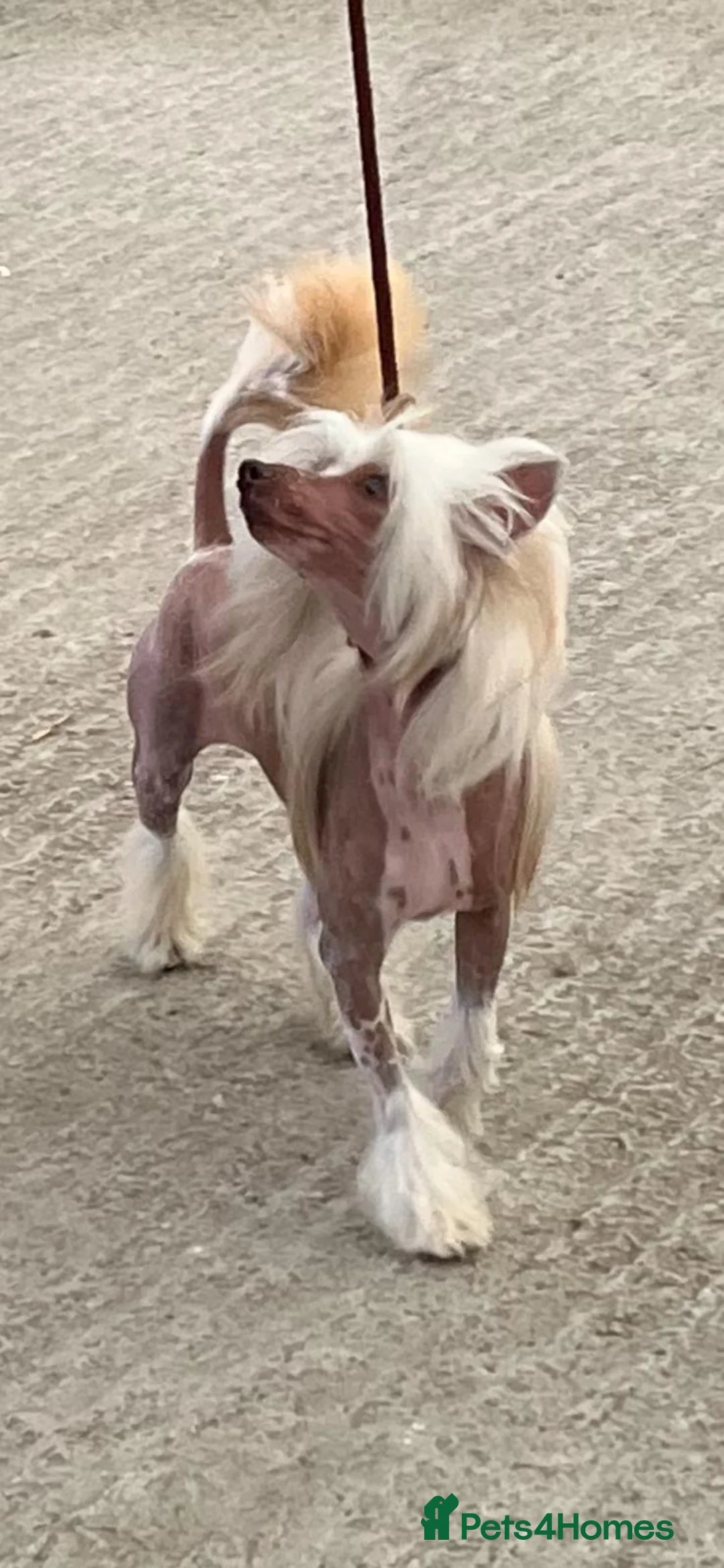 Chinese Crested dogs for sale: 3 Yr old Chinese Crested Male *Pet home only* - Advert 1