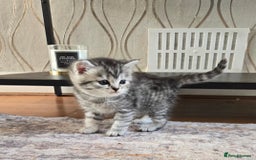Mixed Breed cats for sale: Persian x kittens  - Image 1