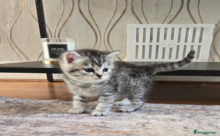 Mixed Breed cats - Advert 1