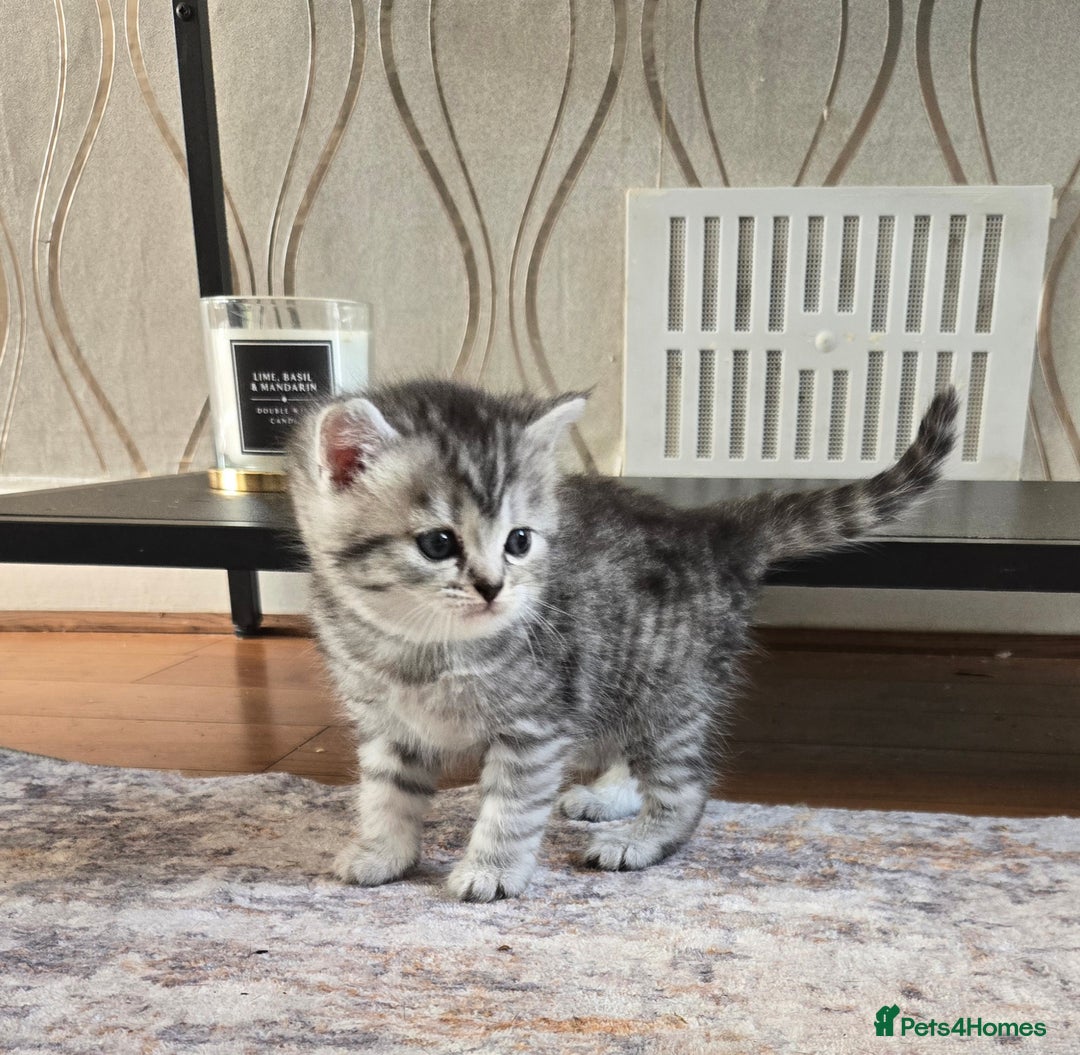 Mixed Breed cats for sale: Persian x kittens  - Image 1