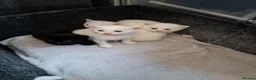 Mixed Breed cats for sale: 3 white long hair kittens 1 black long hair in Staines - Advert 4