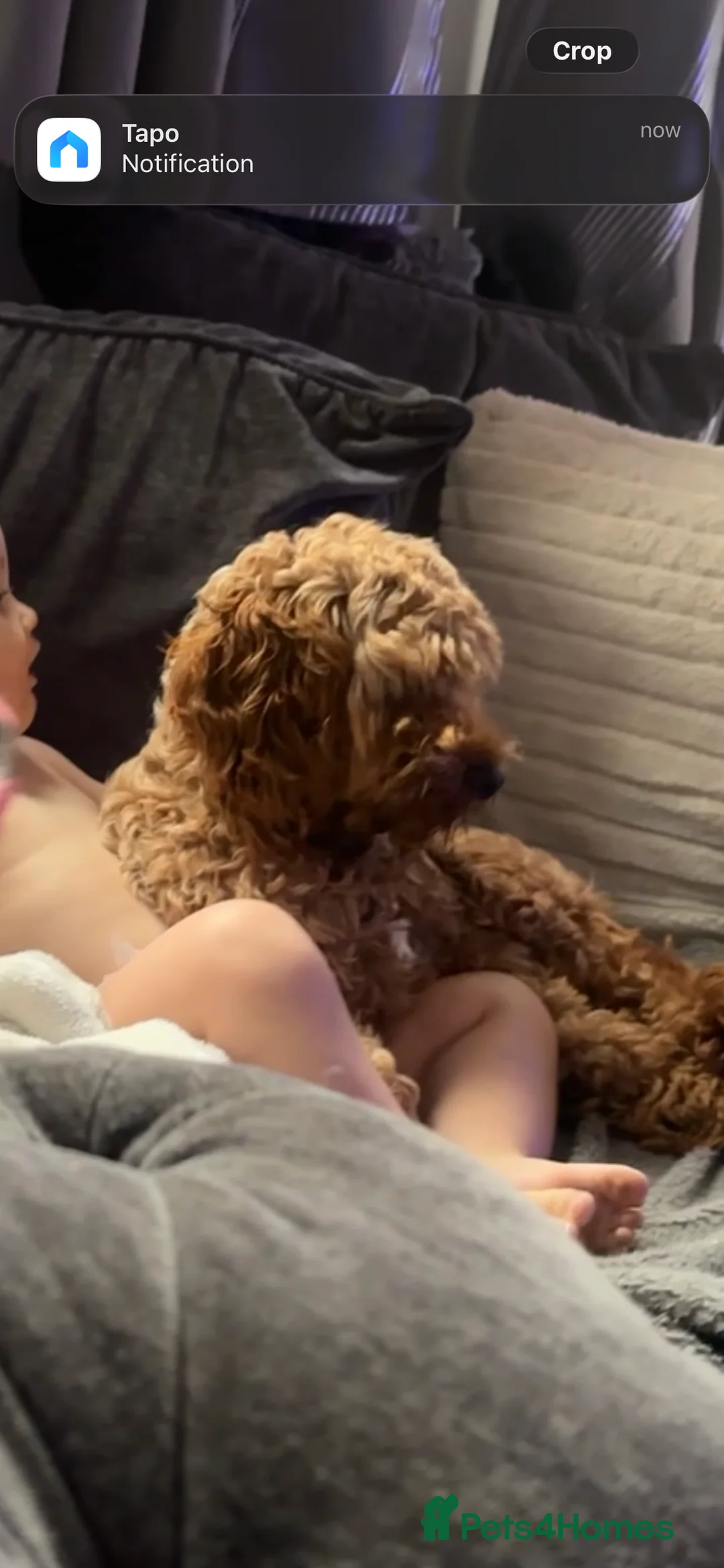 Cockapoo dogs for sale: Cockapoo  in Gravesend - Advert 2