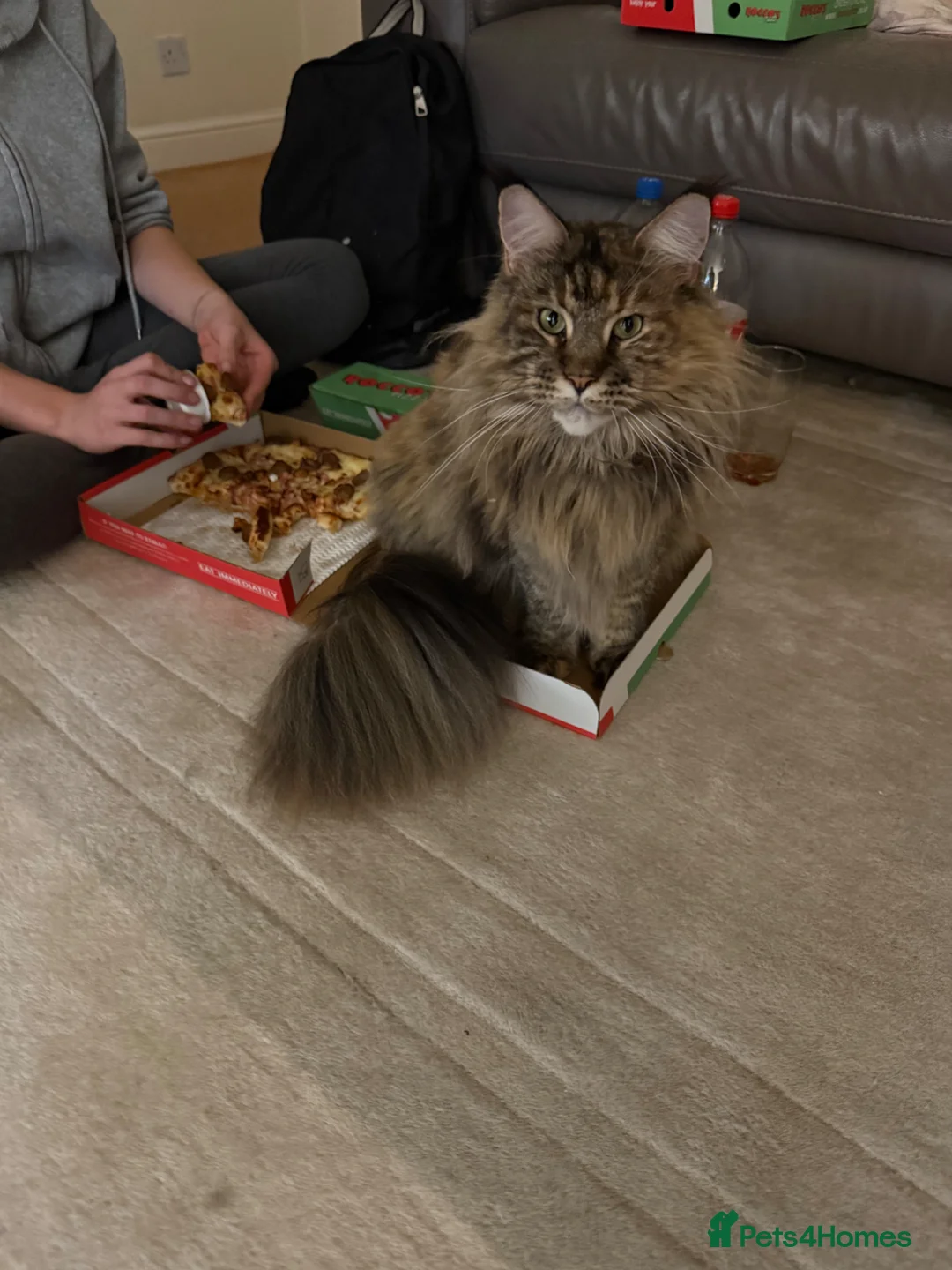 Maine Coon cats for sale: Tess, unregistered pedigree Maine coon in Southampton - Advert 3