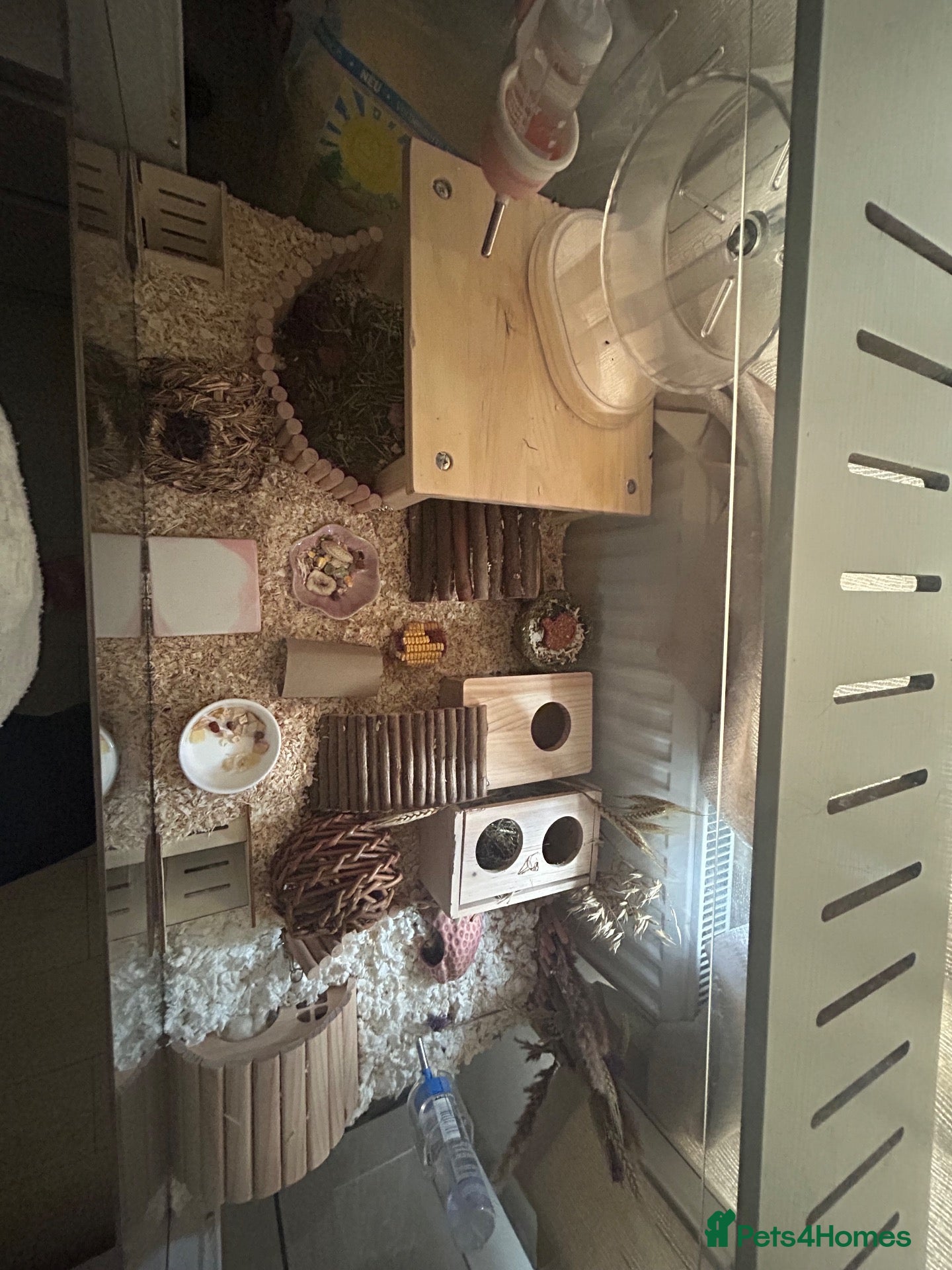 Hamster rodents Female Syrian hamster and cage  - Advert 9
