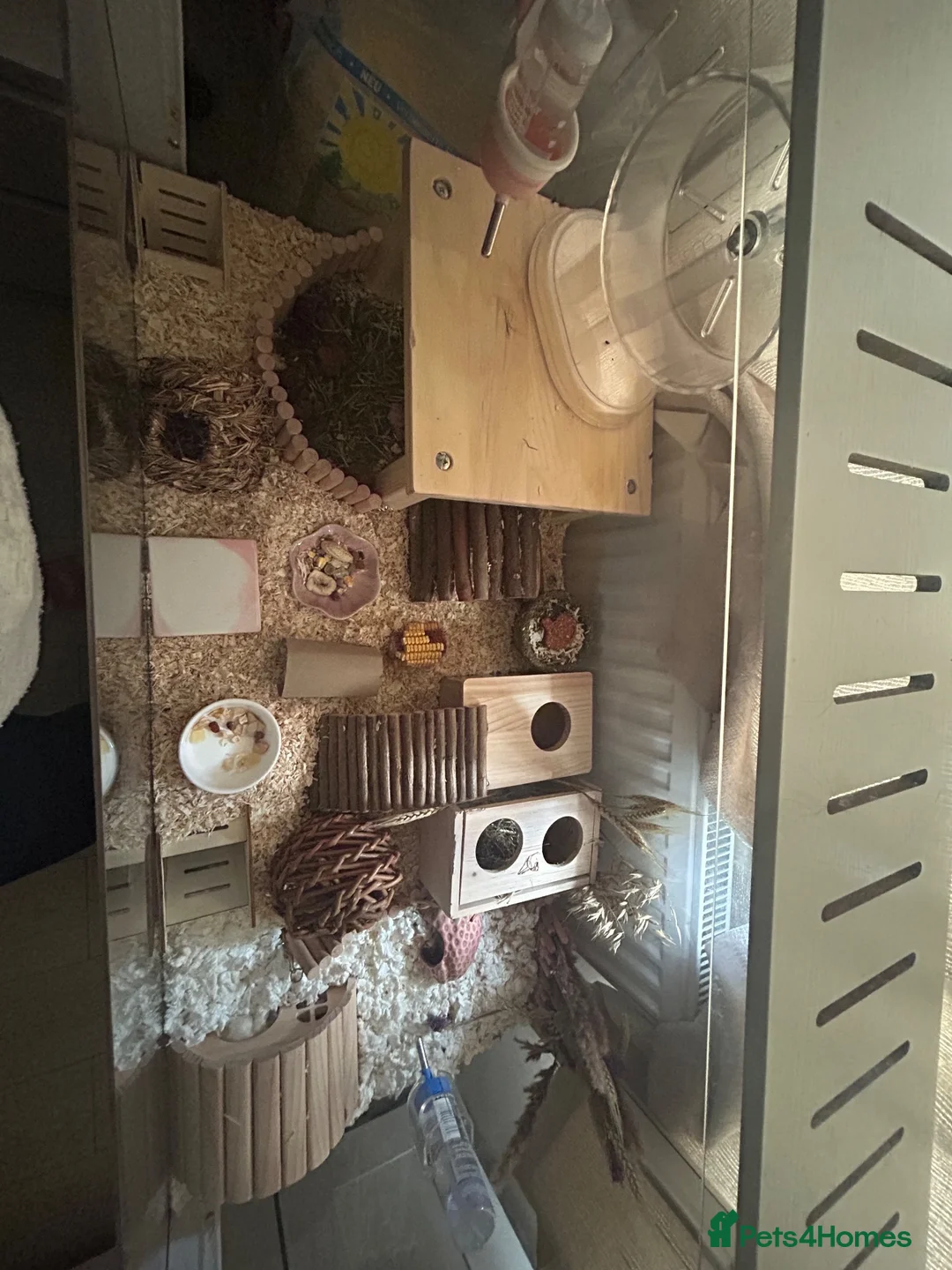 Hamster rodents for sale: Female Syrian hamster and cage  - Advert 1