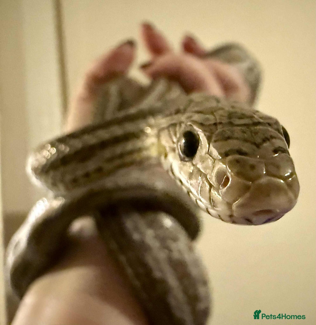 Corn Snake reptiles for sale: Tessera Corn Snake Looking for home  - Advert 7