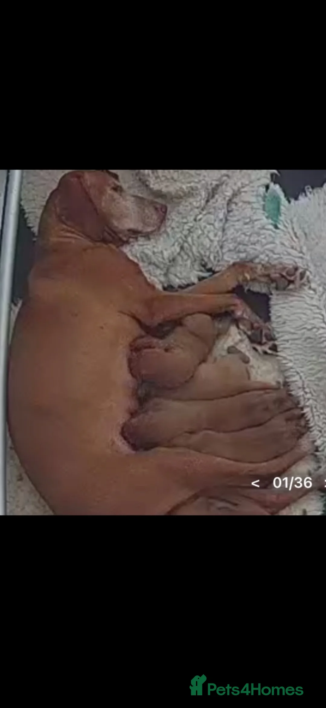 Hungarian Vizsla dogs for sale: Beautiful Hungarian vizsla pups ready now in Southampton - Advert 2