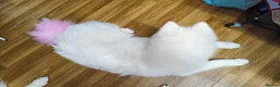 Samoyed dogs for sale: Samoyed puppy for rehoming - Advert 11