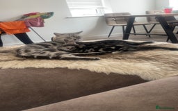 British Shorthair cats for sale: 2 beautiful British shorthair kittens for sale  - Image 2