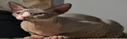 Sphynx cats for sale: Beautiful Sphynx Boy  - Advert 7