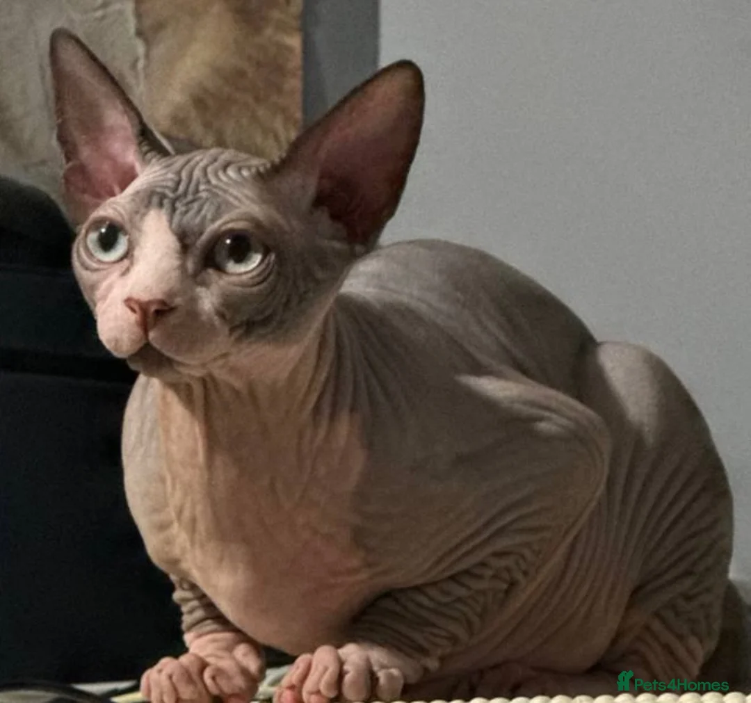 Sphynx cats for sale: Beautiful Sphynx Boy  - Advert 7