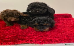 Miniature Poodle dogs for sale: Beuitful miniature toy poodles - Advert 1