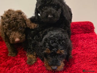 Miniature Poodle dogs Beuitful miniature toy poodles - Advert 1