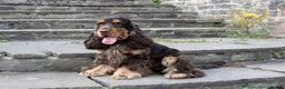 Cocker Spaniel dogs for sale: Exceptional show cocker spaniel puppies - Advert 8