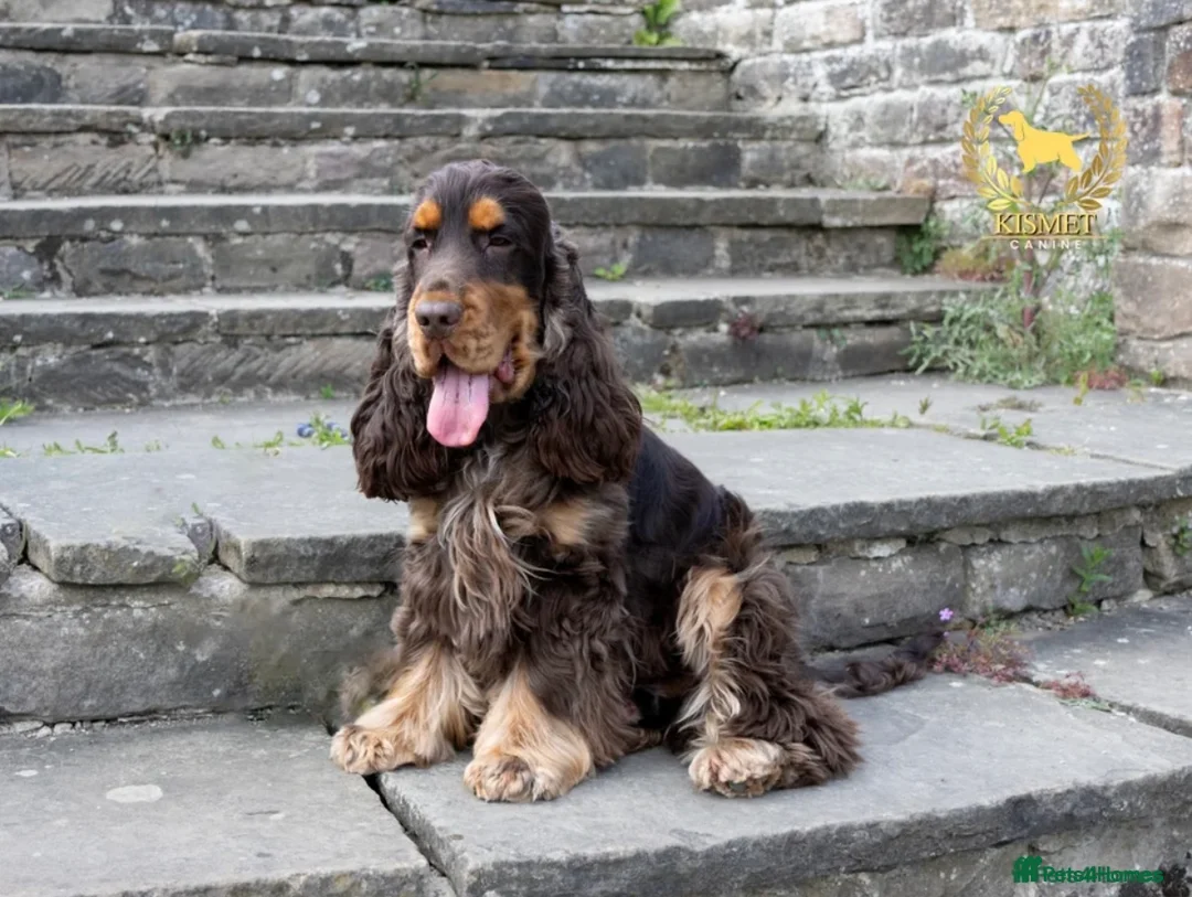 Cocker Spaniel dogs for sale: Exceptional show cocker spaniel puppies - Advert 8