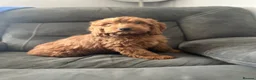 Cockapoo dogs for sale: Delightful F1 Cockapoos  - Advert 2