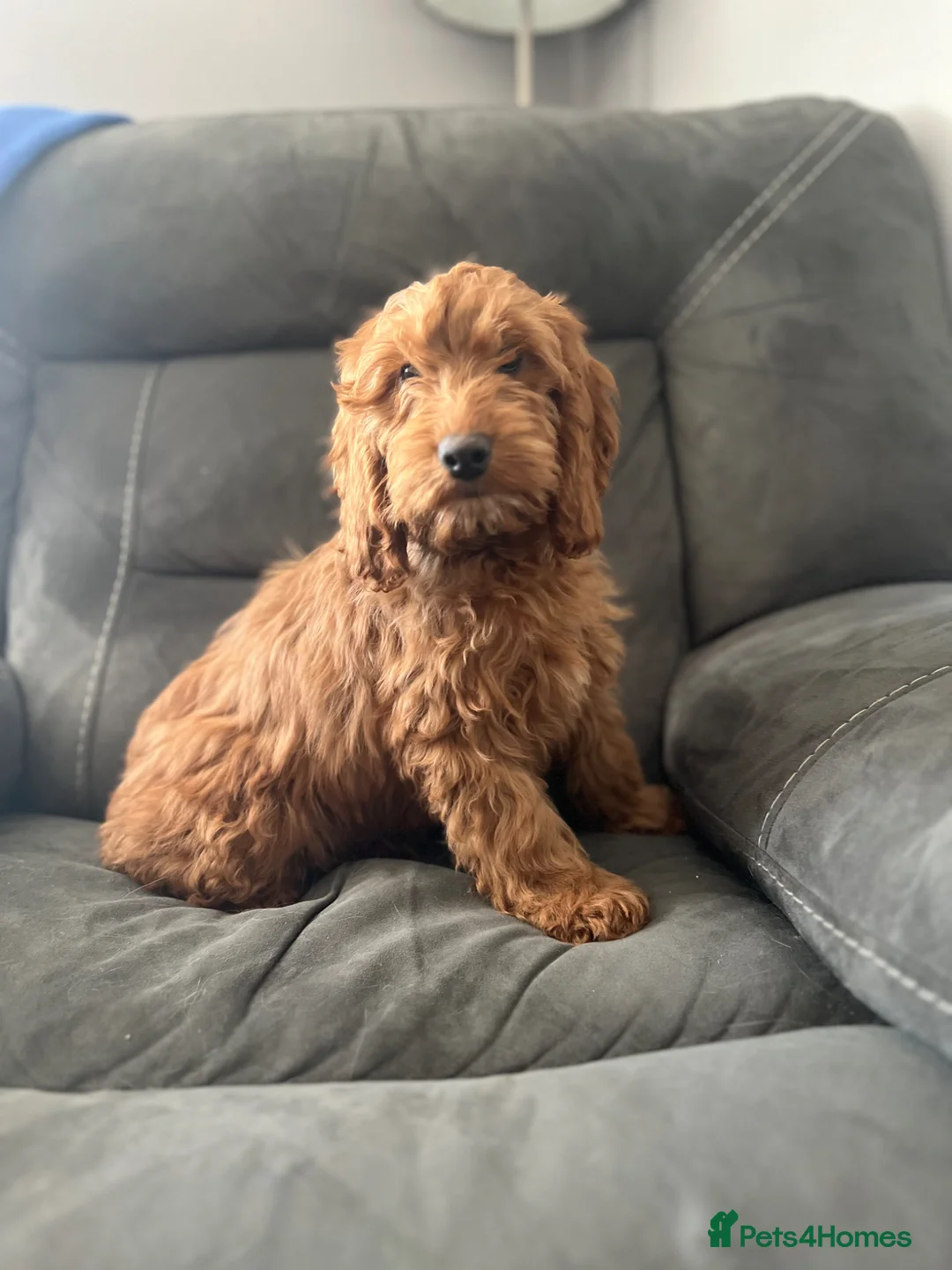 Cockapoo dogs for sale: Delightful F1 Cockapoos  - Advert 2
