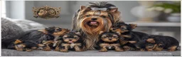 Yorkshire Terrier dogs for sale: TOP QUALITY PRICKED EARS MINIATURE YORKIES KC DNA - Advert 2