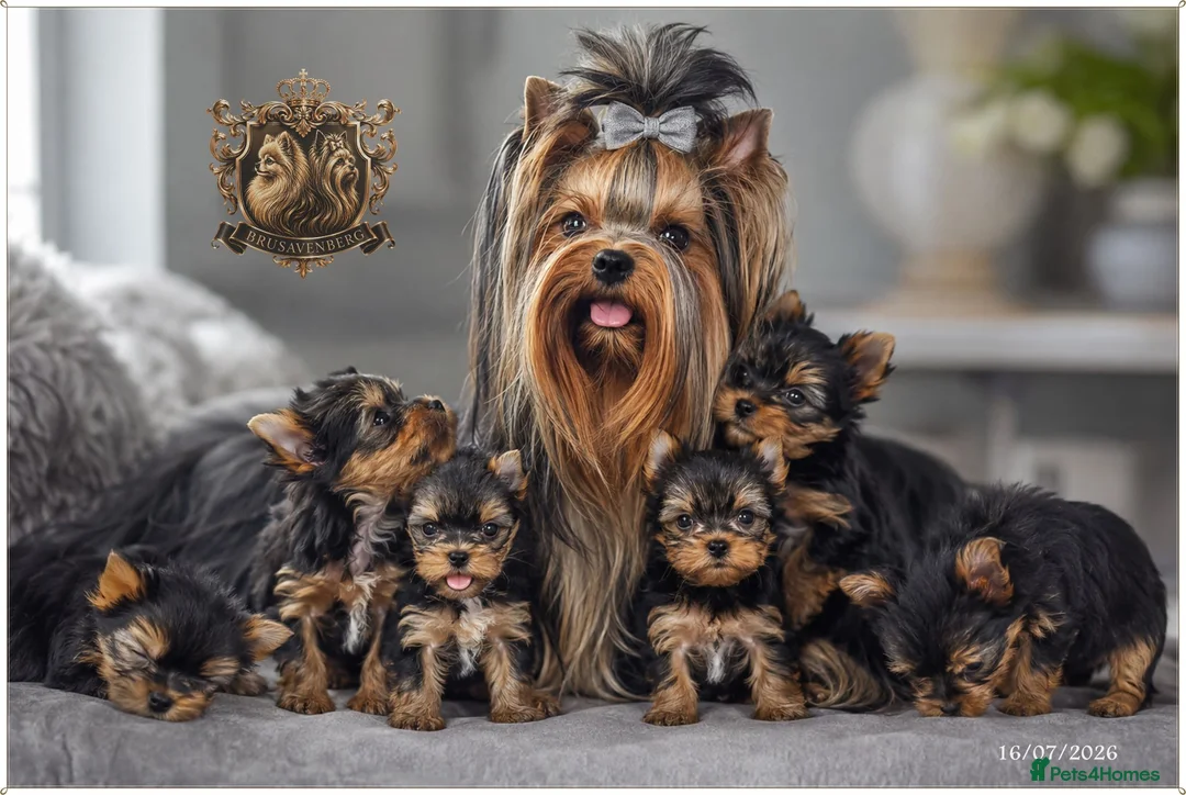 Yorkshire Terrier dogs for sale: TOP QUALITY PRICKED EARS MINIATURE YORKIES KC DNA - Advert 2