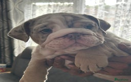 English Bulldog dogs for sale: UPDATED PHOTOS OF THE LAST BOY ENGLISH BULLDOG PUP in South Ockendon - Image 18