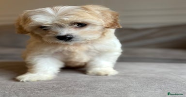 Cavapoo dogs Stunning F1 Cavapoo’s  - Advert 13