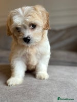 Cavapoo dogs Stunning F1 Cavapoo’s - Advert 14