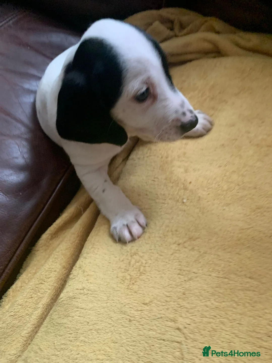 Dachshund dogs for sale: Lovely white dachshunds in Kensington  - Advert 7