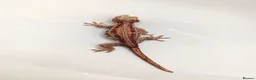 Gecko reptiles for sale: Orange blotch gargoyle gecko cb26 - Advert 6