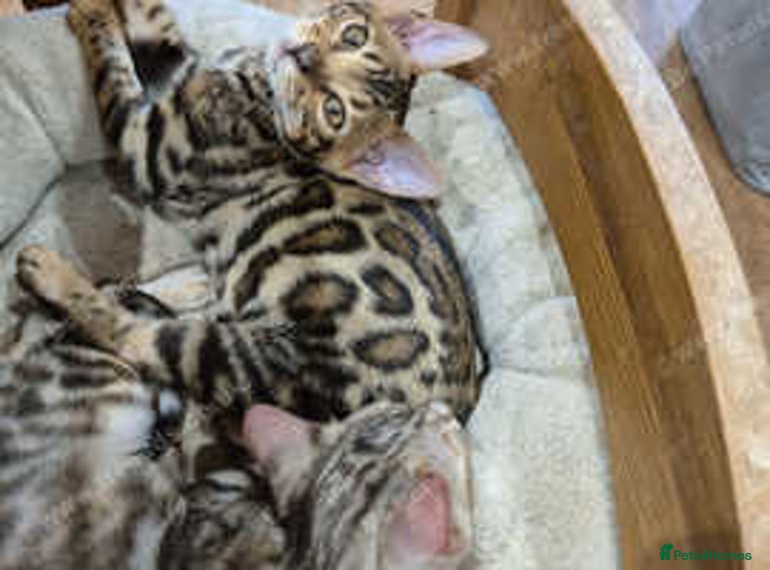 Bengal cats for sale: Stunning Rosetted Bengals, Champion bloodline in York - Image 16