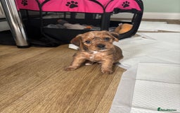 Mixed Breed dogs for sale: Jorkie male  - Image 2