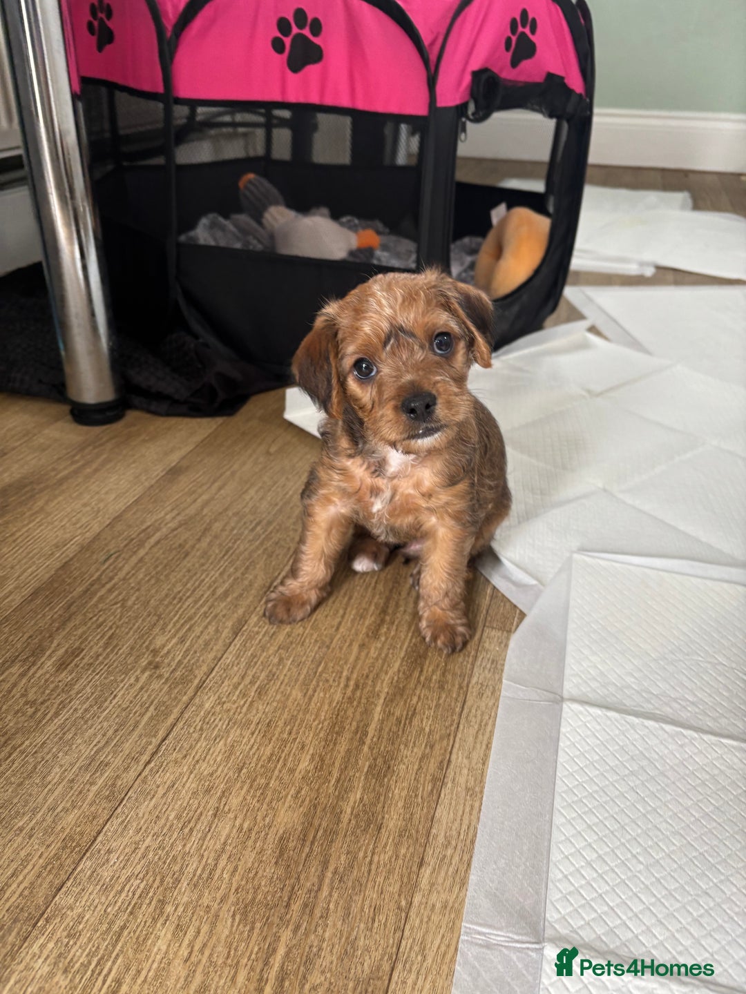 Mixed Breed dogs for sale: Jorkie male  - Image 2