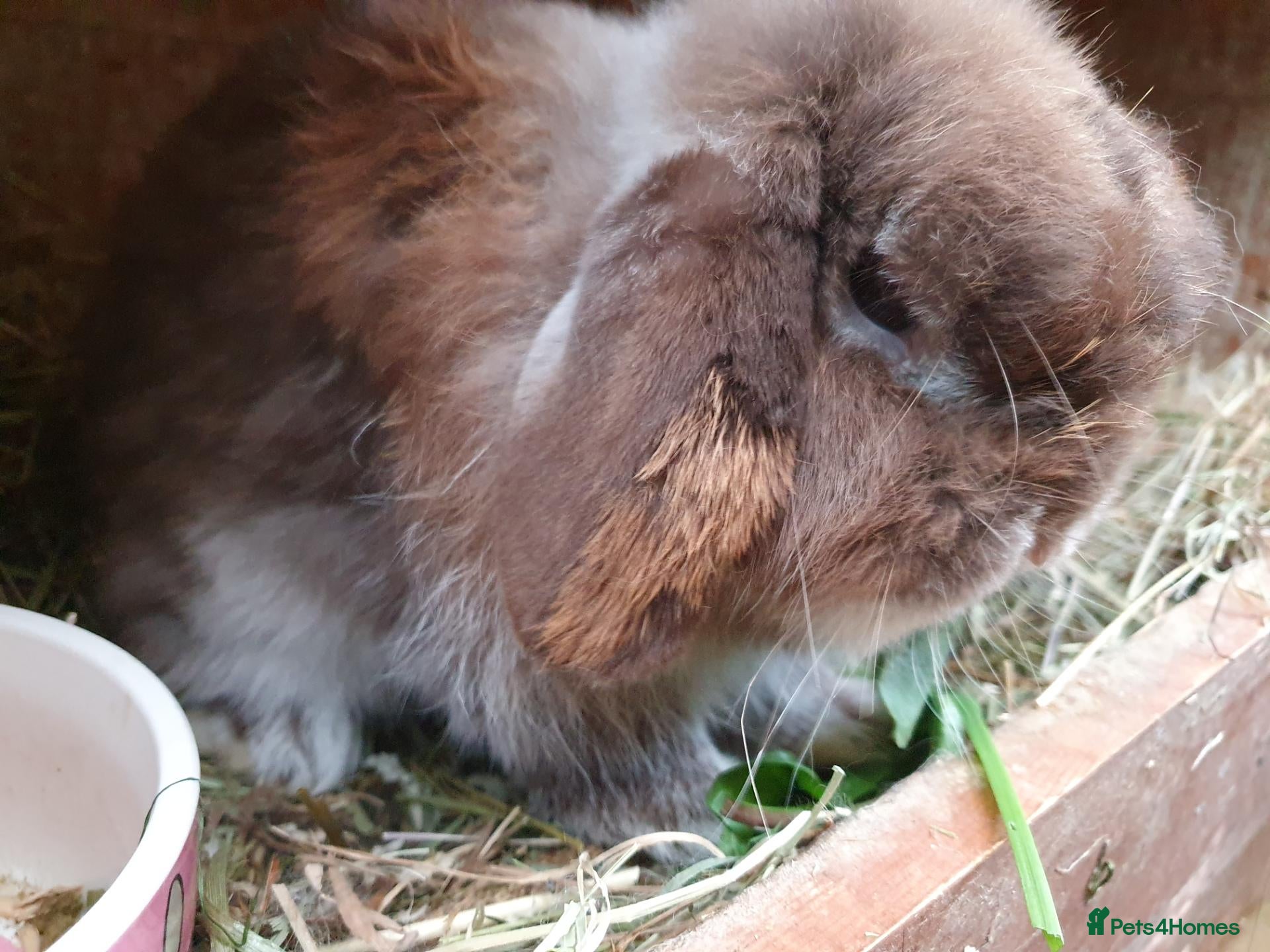 Mini Lop rabbits for sale: Adult rabbits for adoption inc spayed girl - Advert 1