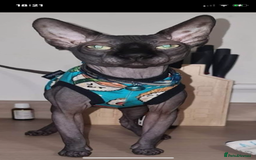 Sphynx cats for sale: Beautiful Sphynx cross orinetal kittens  - Advert 34