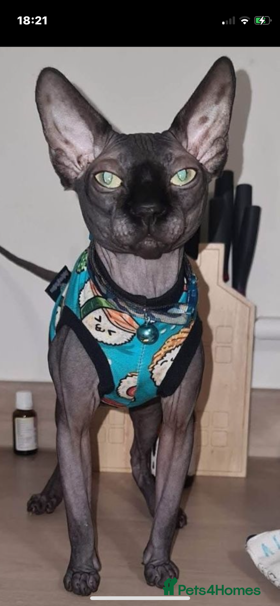 Sphynx cats for sale: Beautiful Sphynx cross orinetal kittens  - Advert 34