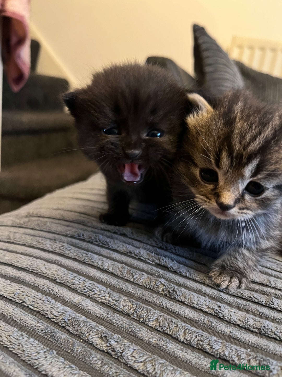 British Shorthair cats for sale: Black short hairs  - Advert 3