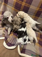 Cockapoo dogs Quality F1 Cockapoo pups - Advert 10