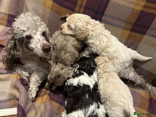 Cockapoo dogs Quality F1 Cockapoo pups - Advert 4