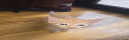Mixed Breed cats for sale: Tabby & ginger and white kittens  - Advert 14
