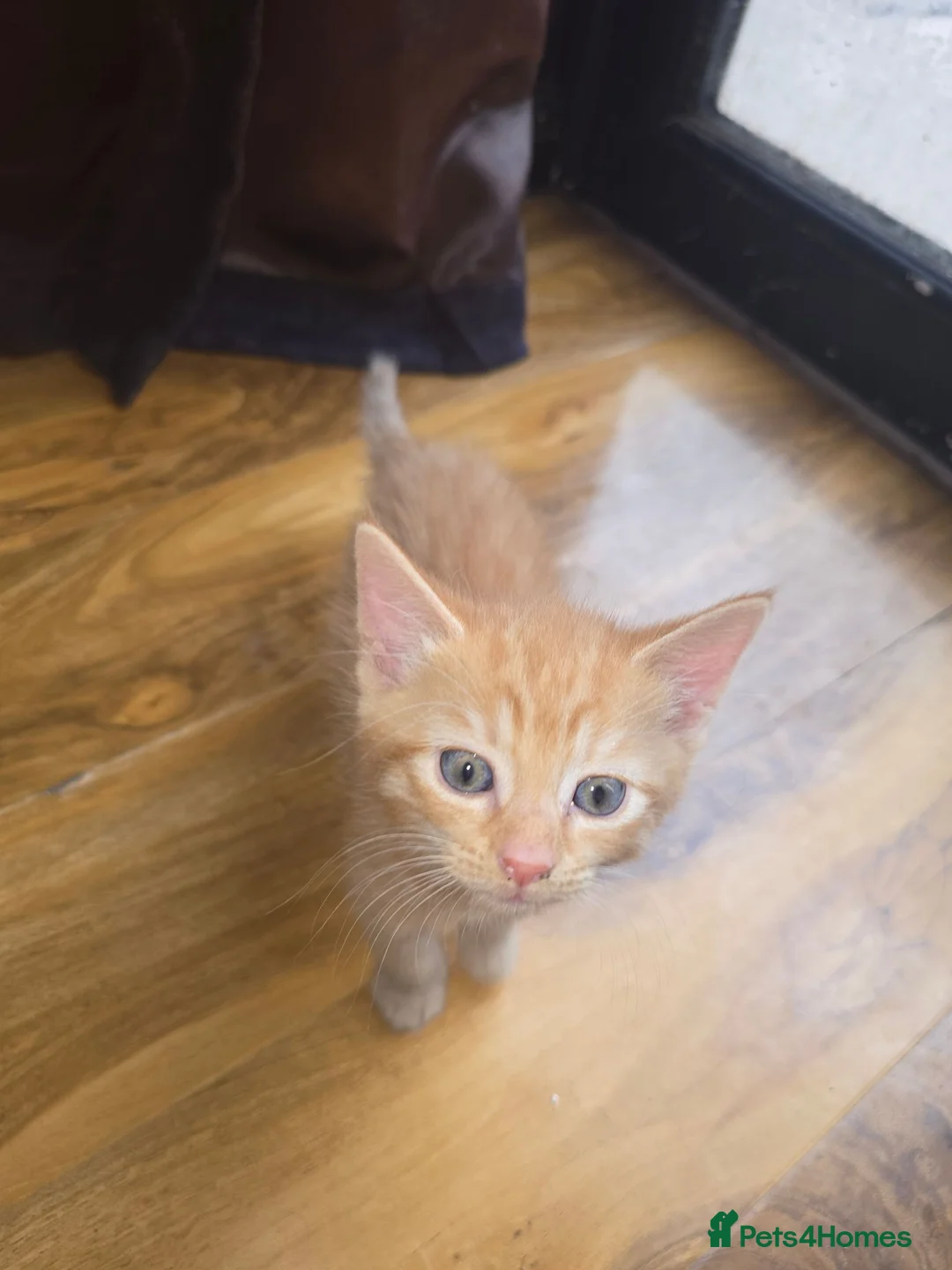Mixed Breed cats for sale: Tabby & ginger and white kittens  - Advert 14