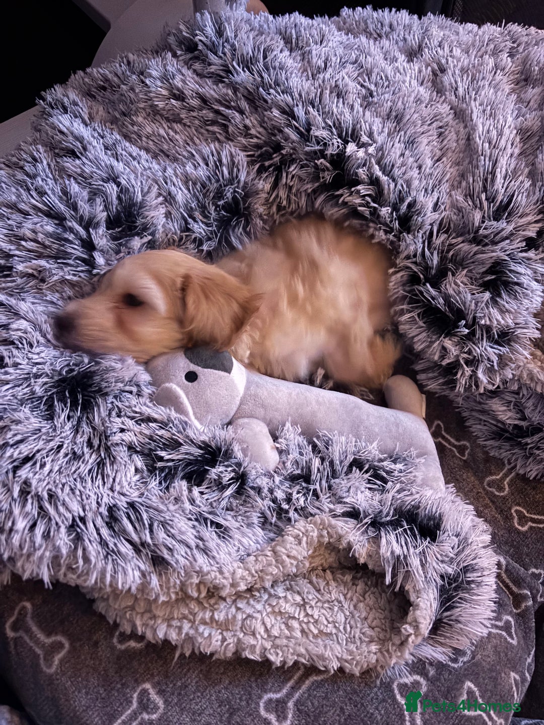 Cockapoo dogs for sale: Miniature Cockapoo Puppy (10 Weeks) - Advert 7