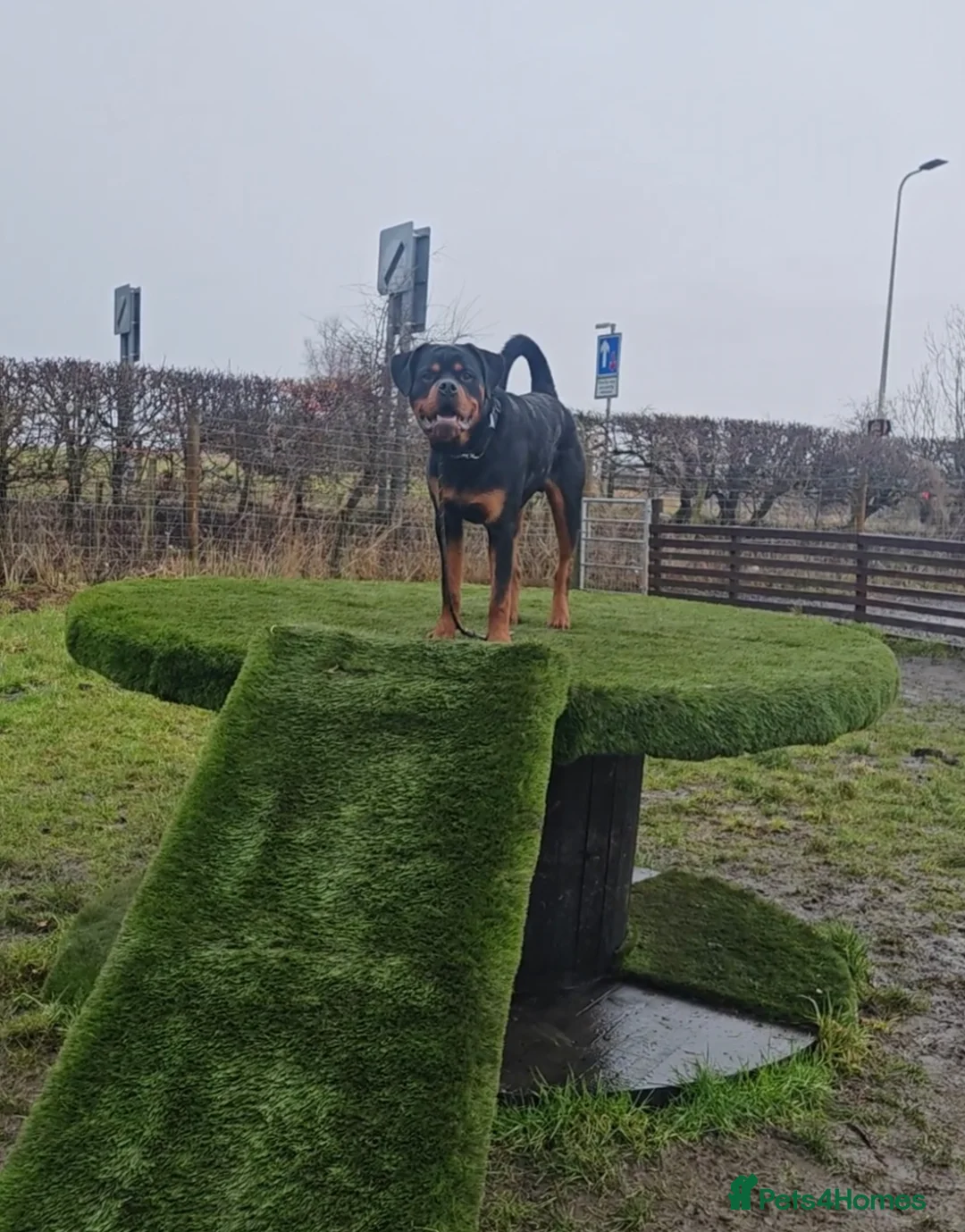 Rottweiler dogs for sale: 10 month old male Rottweiler (Rocky) - Advert 1