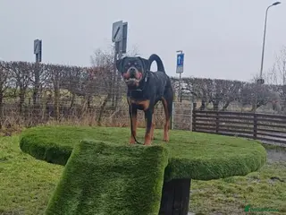 Rottweiler dogs 10 month old male Rottweiler (Rocky) - Advert 2